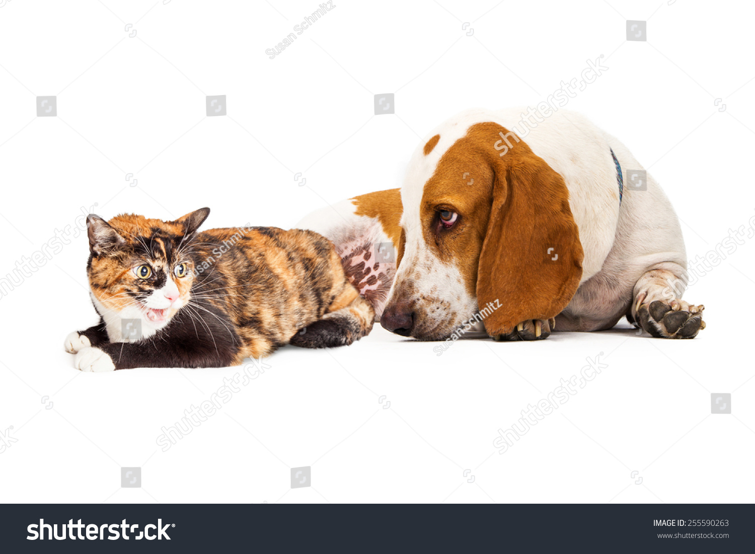 A curious Basset Hound Dog laying next to an angry Calico cat #255590263