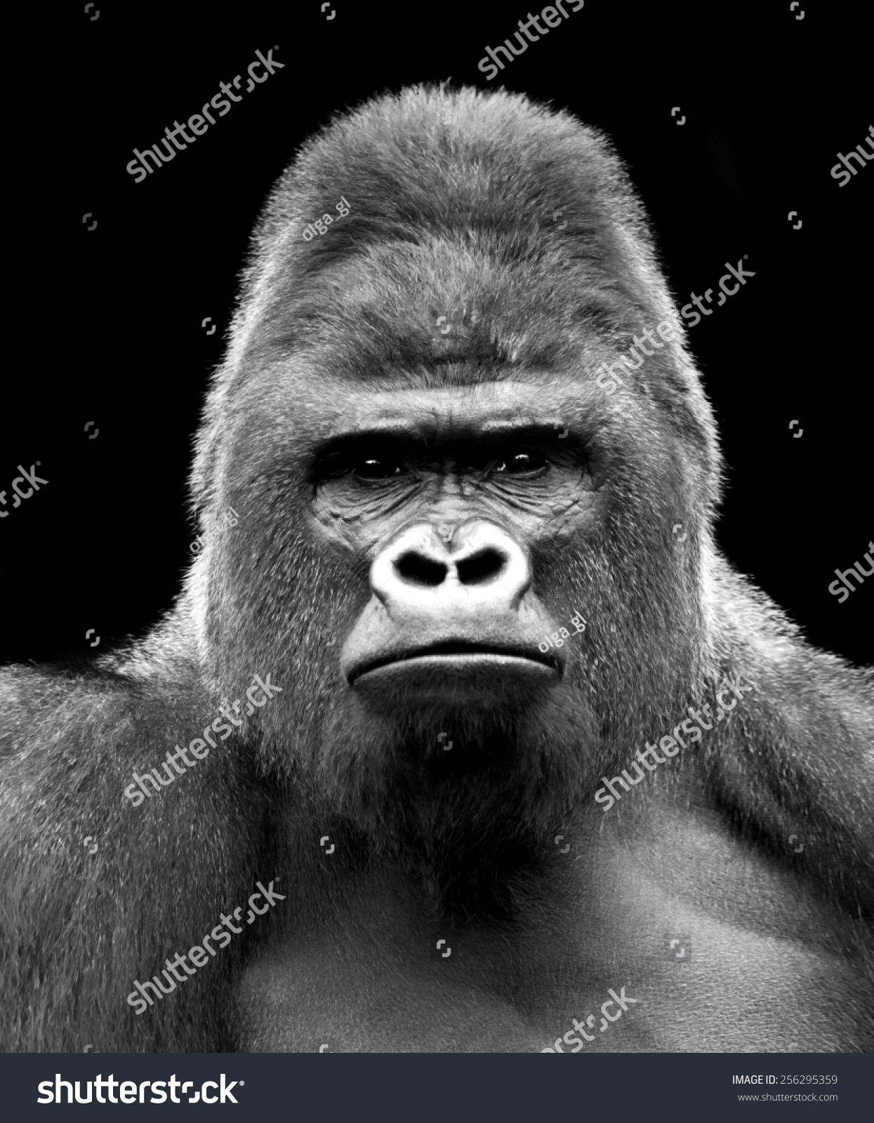 royalty free black and white closeup portrait of a 256295359 stock