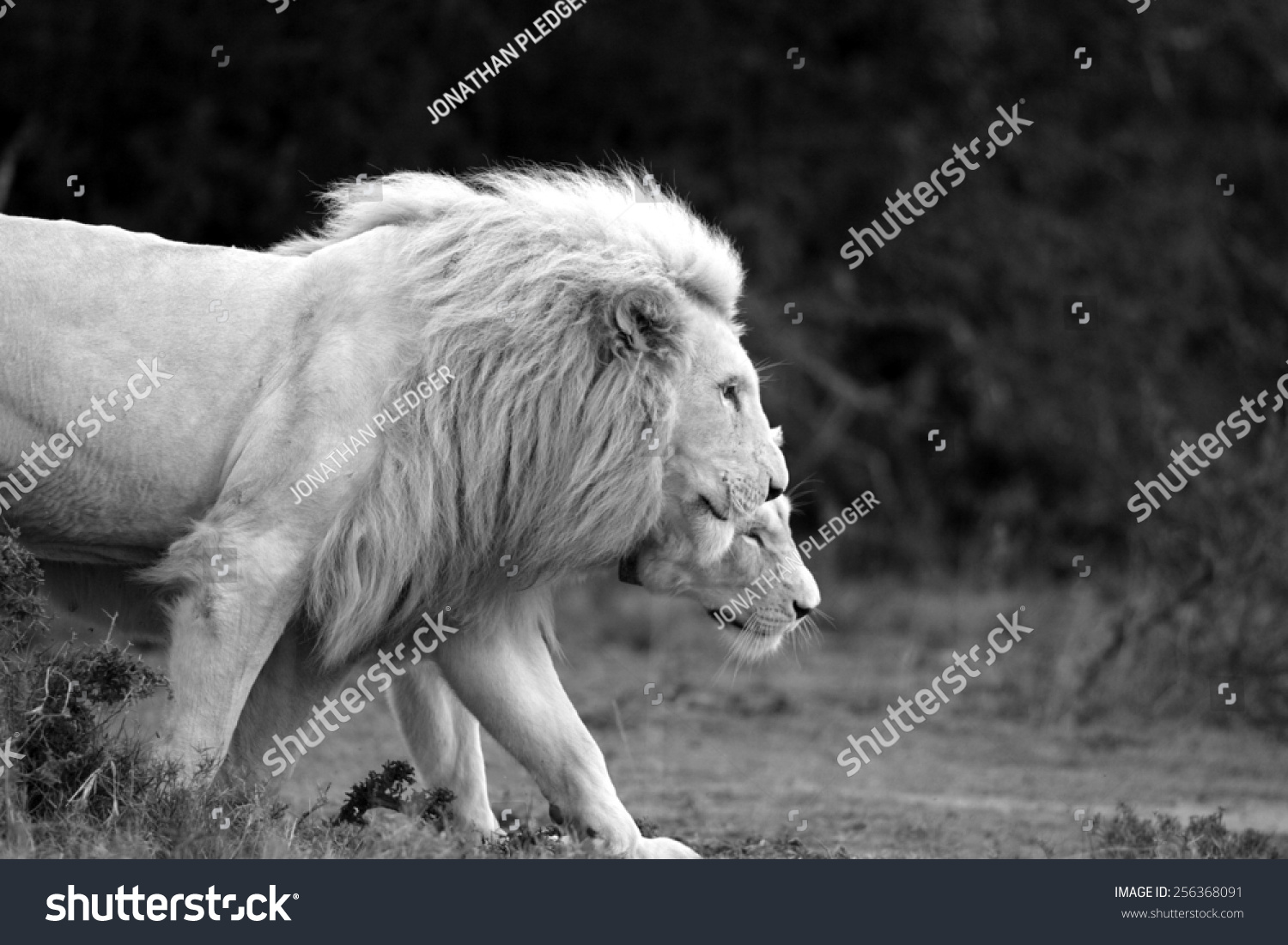 A male and female white lioness walk together in this lovely backlit image. #256368091
