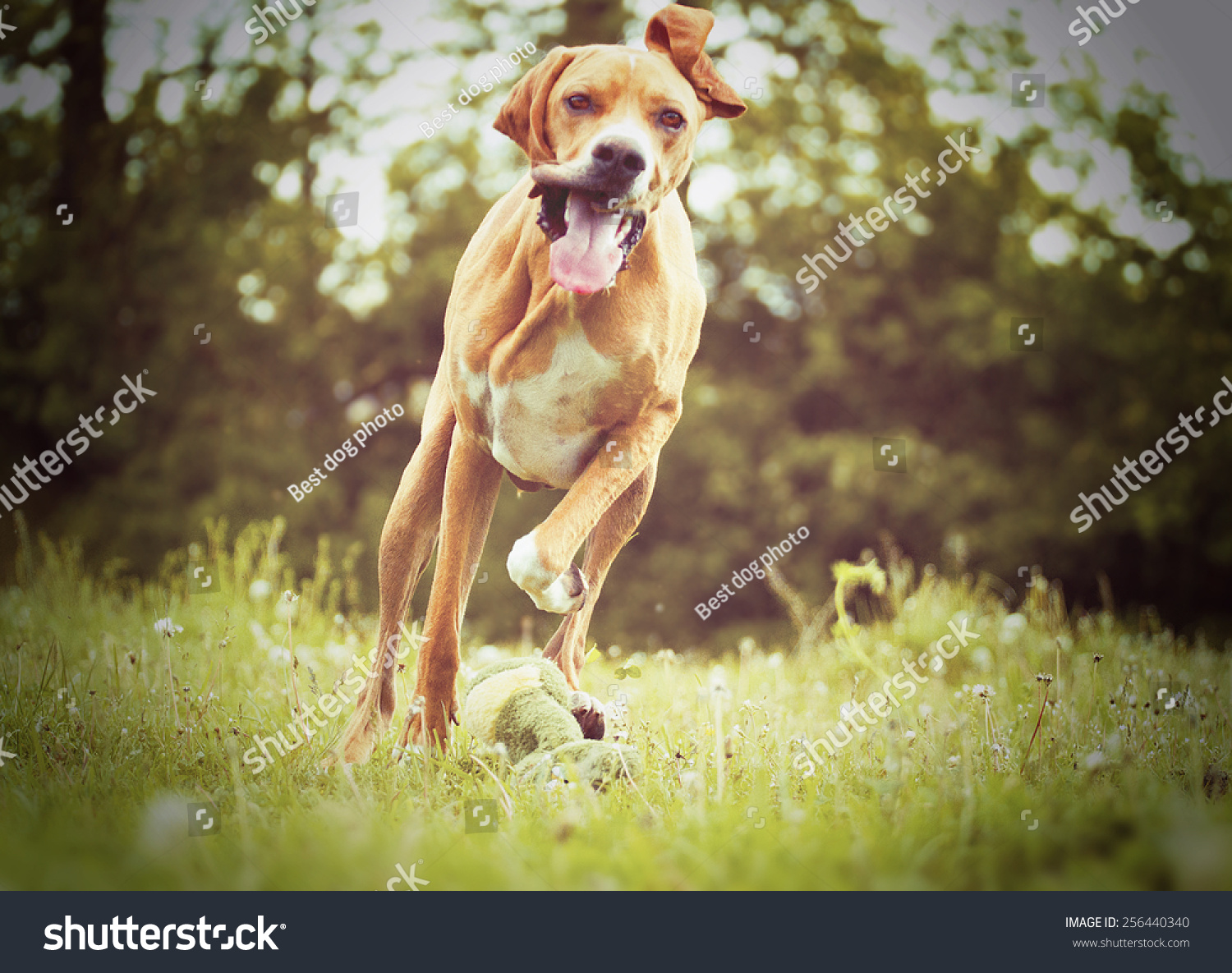 beautiful funny rhodesian ridgeback pointer magyar viszla puppdy dog hunting and running in autumn nature #256440340