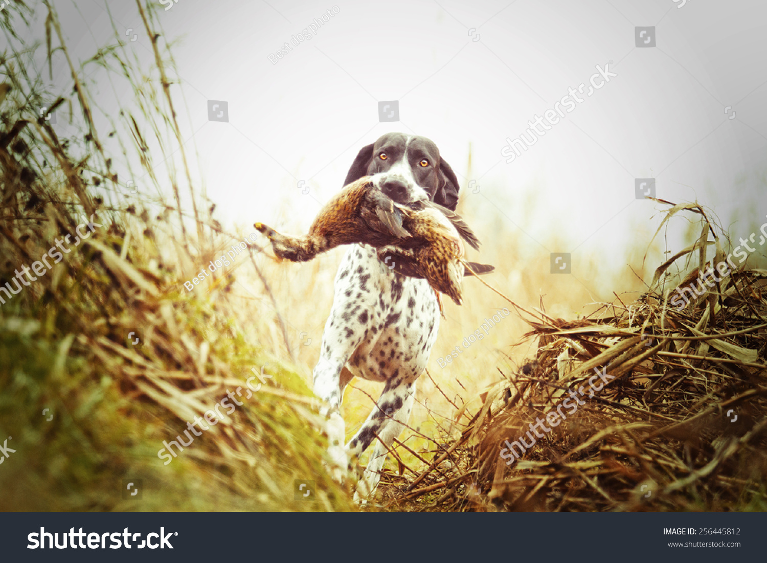 auvergne pointing dog running and hunting with duck #256445812