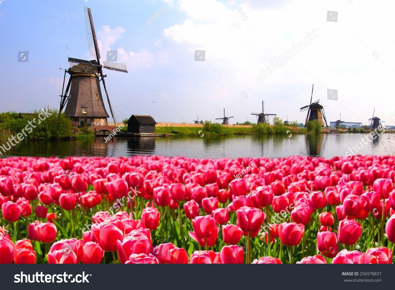 Vibrant pink tulips with Dutch windmills along a canal, Netherlands #256978837