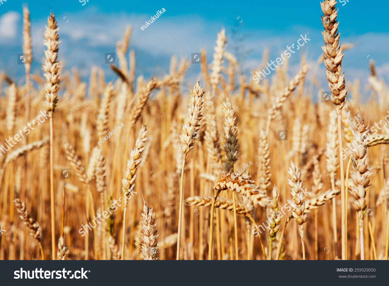Wheat field #259929050