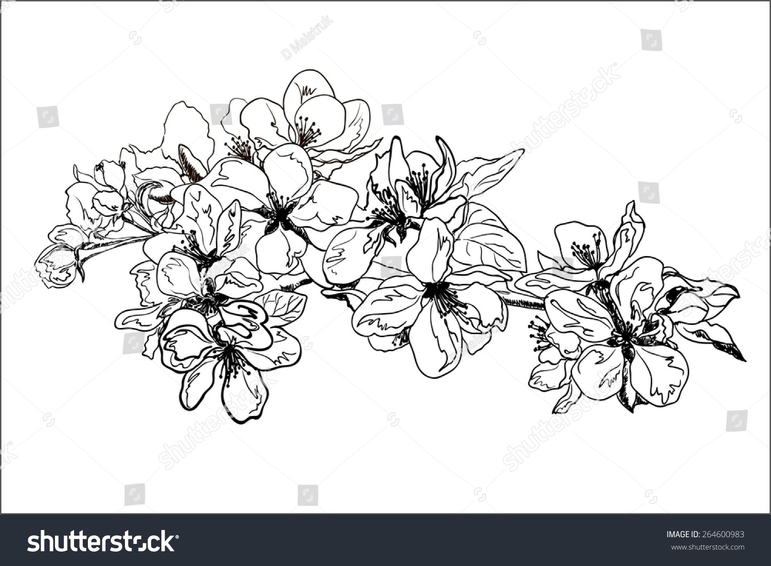 Hand Drawing Apple Blossom Royalty Free Stock Vector Avopix Com