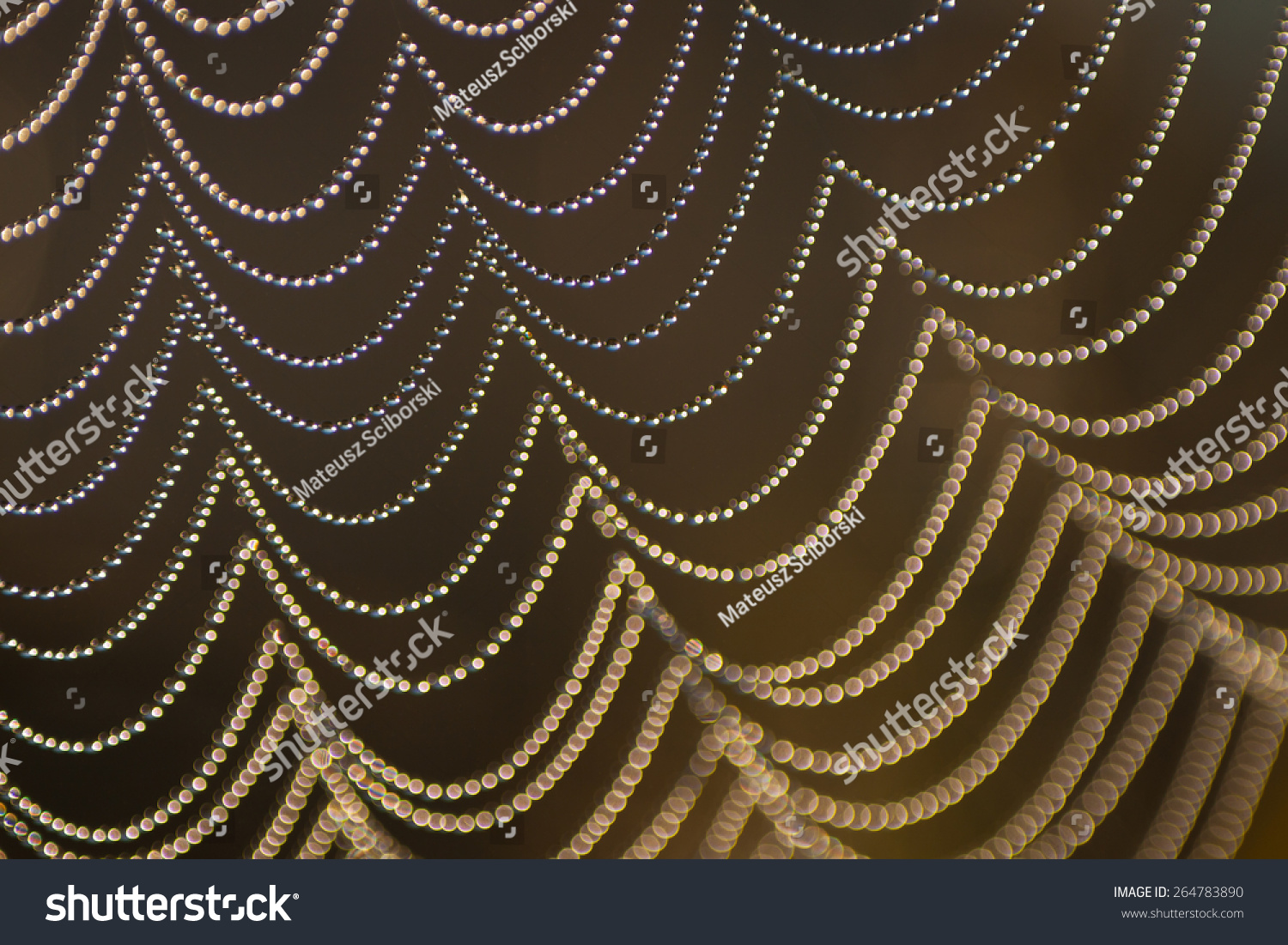 spider web with dew drops - Royalty Free Stock Photo 264783890 - Avopix.com