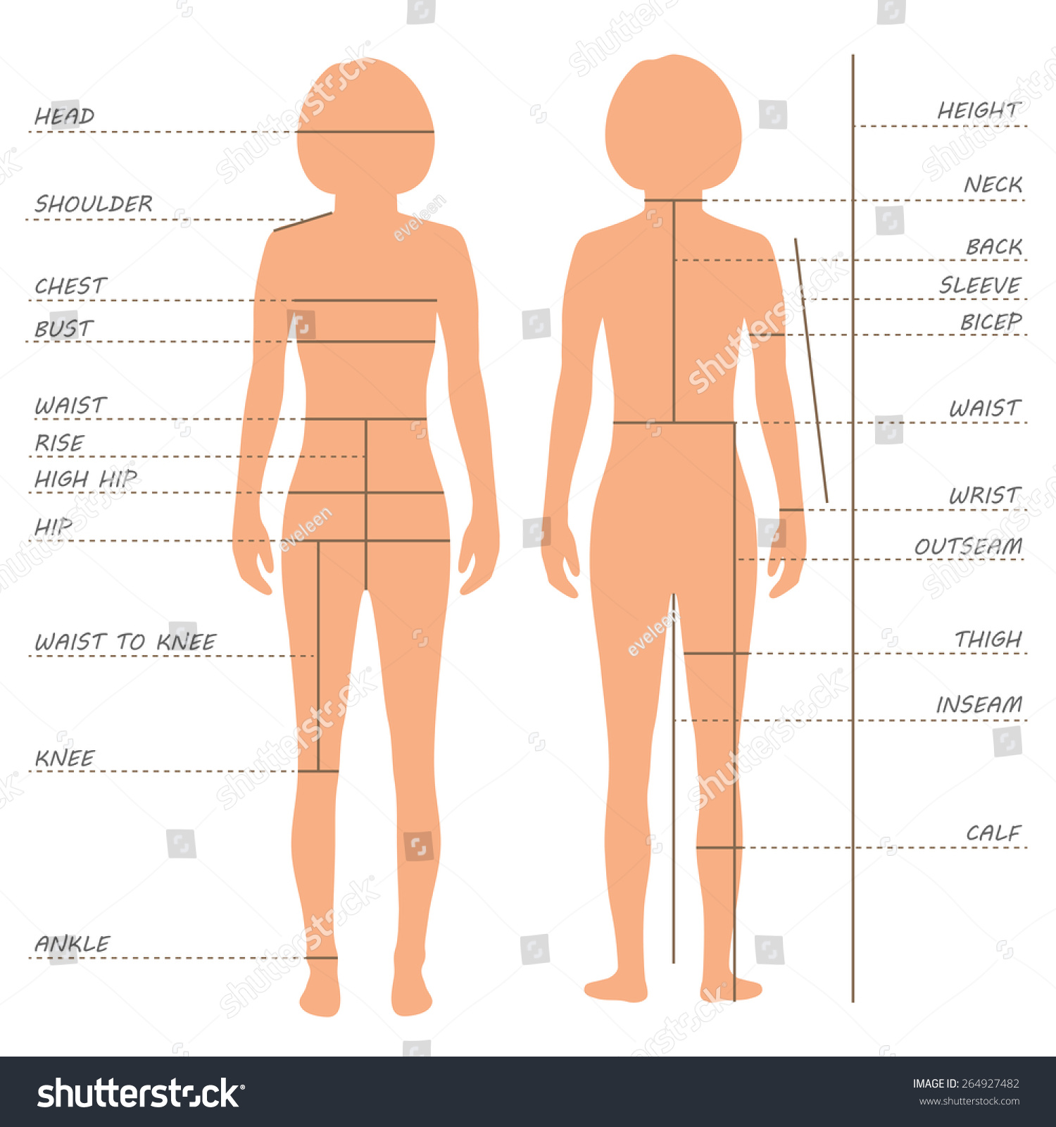 Woman Body Measurement Chart Scheme Measurement Stock Vector (Royalty Free)  498306196