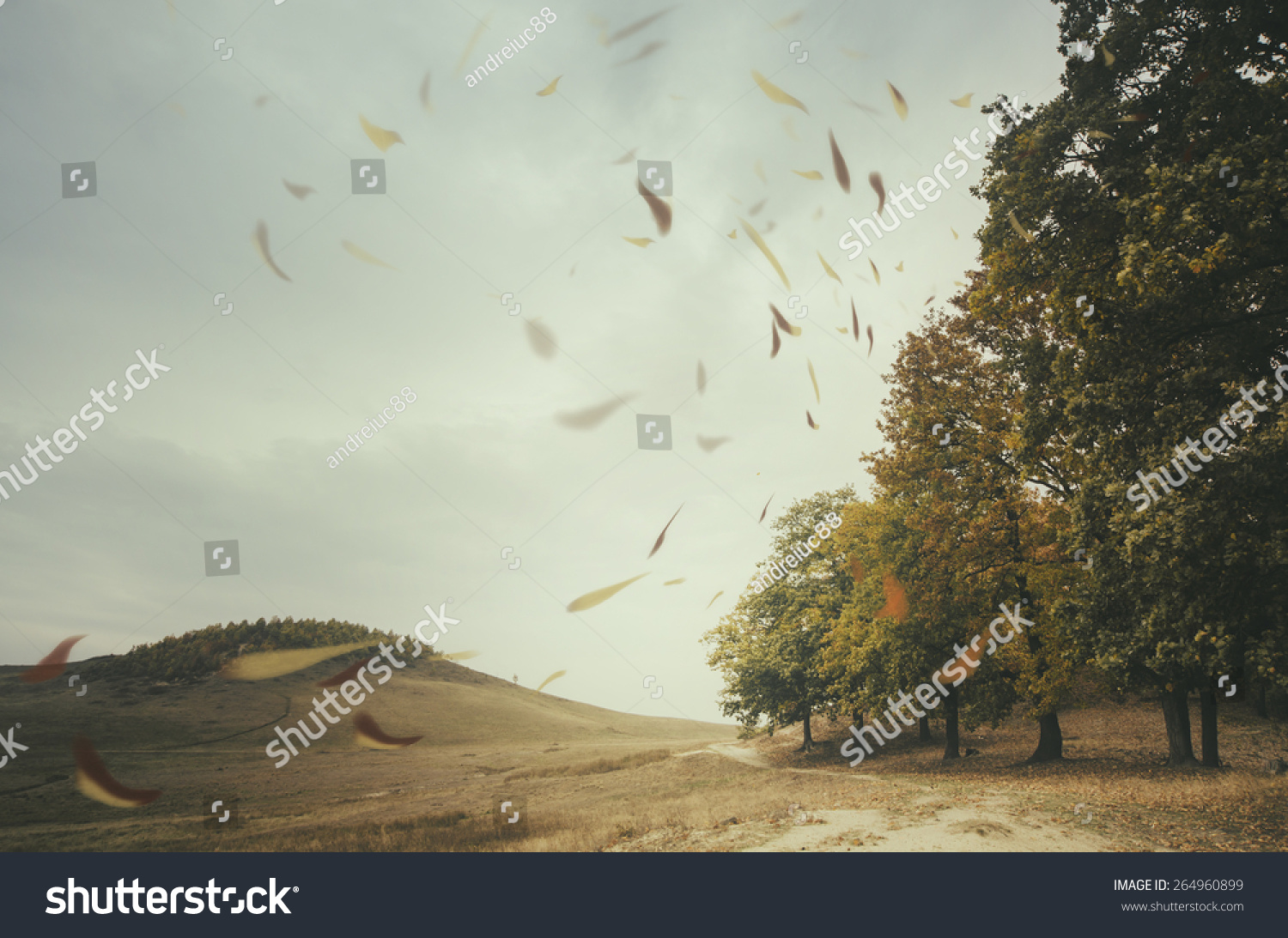 edge of forest with leaves blown by wind #264960899