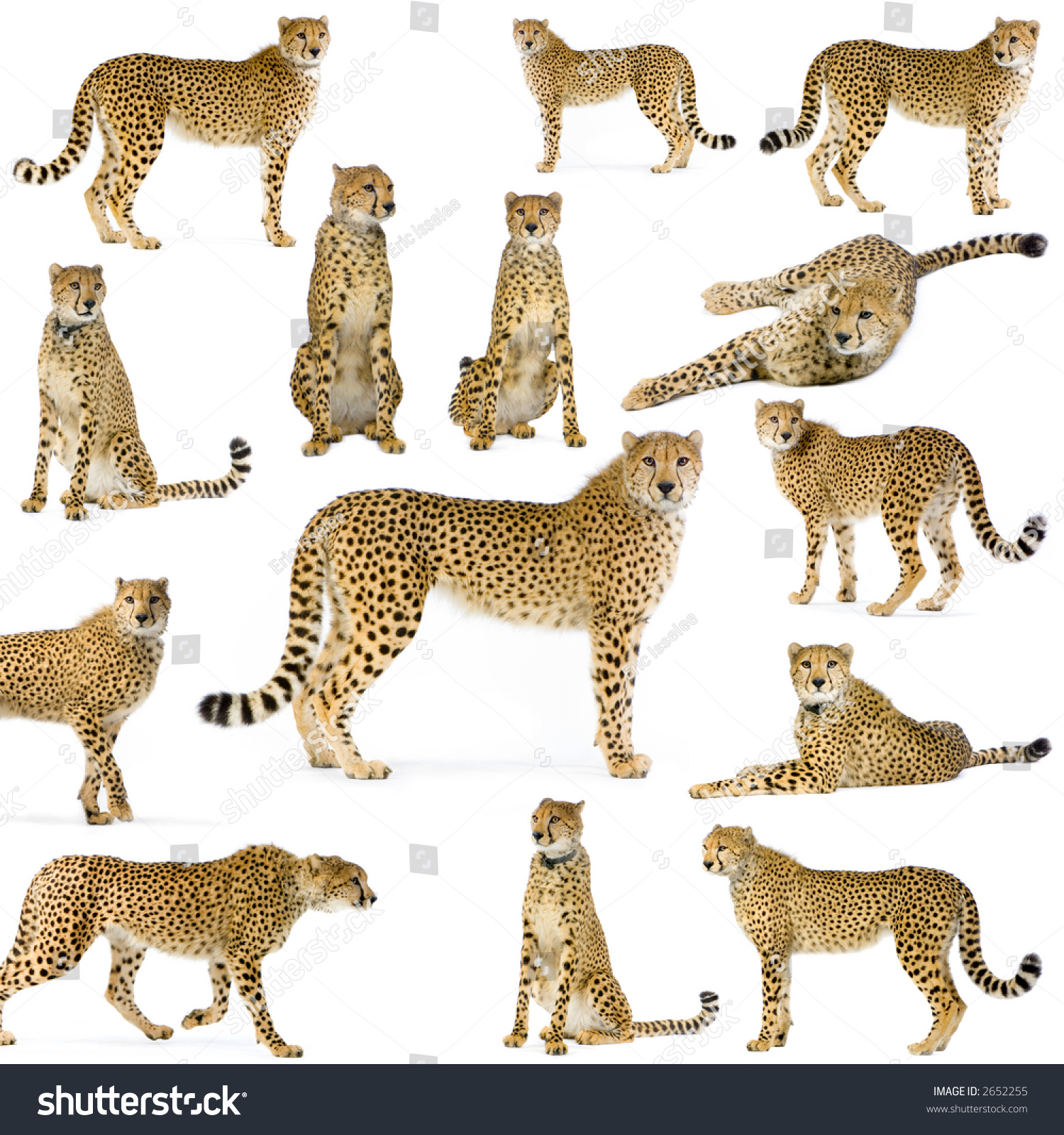14 studio Shots of Cheetahs in different position, isolated on a white background. All my pictures are taken in a photo studio #2652255