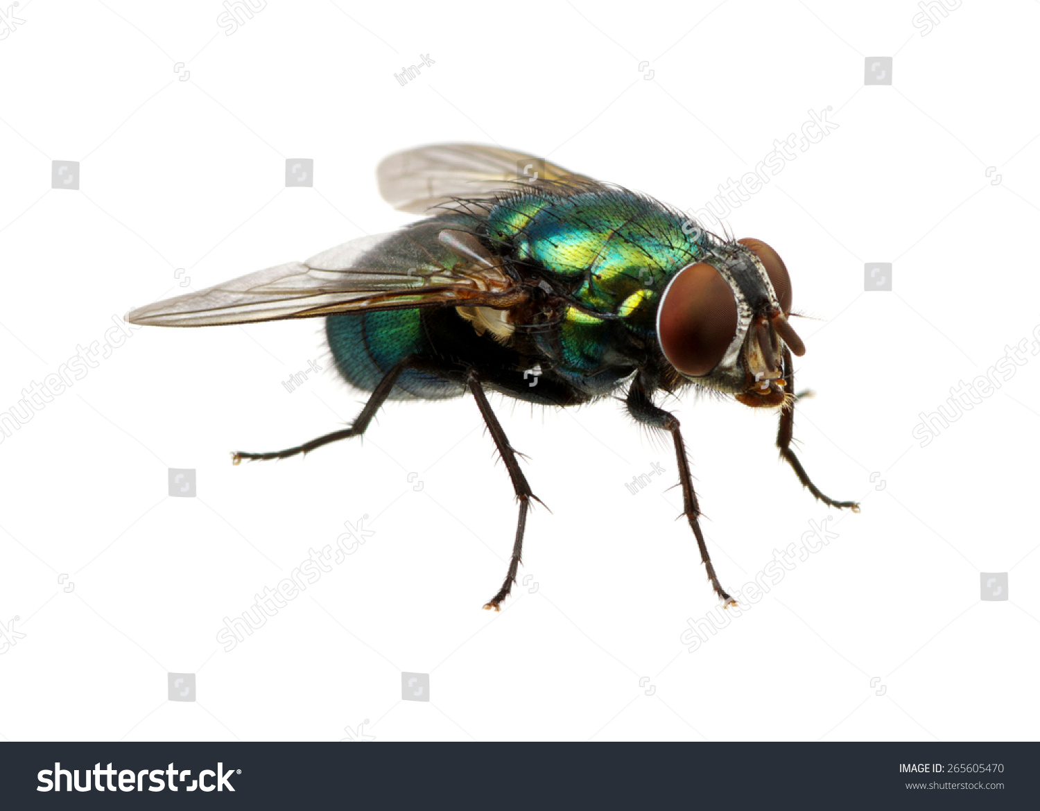 green fly isolated on white #265605470