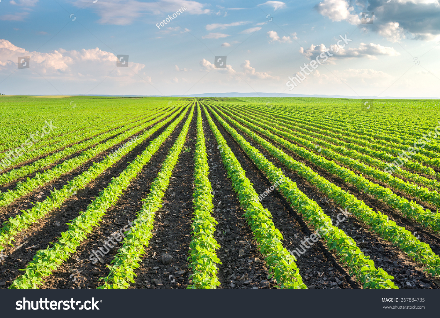 Soybean Field Rows in summer #267884735