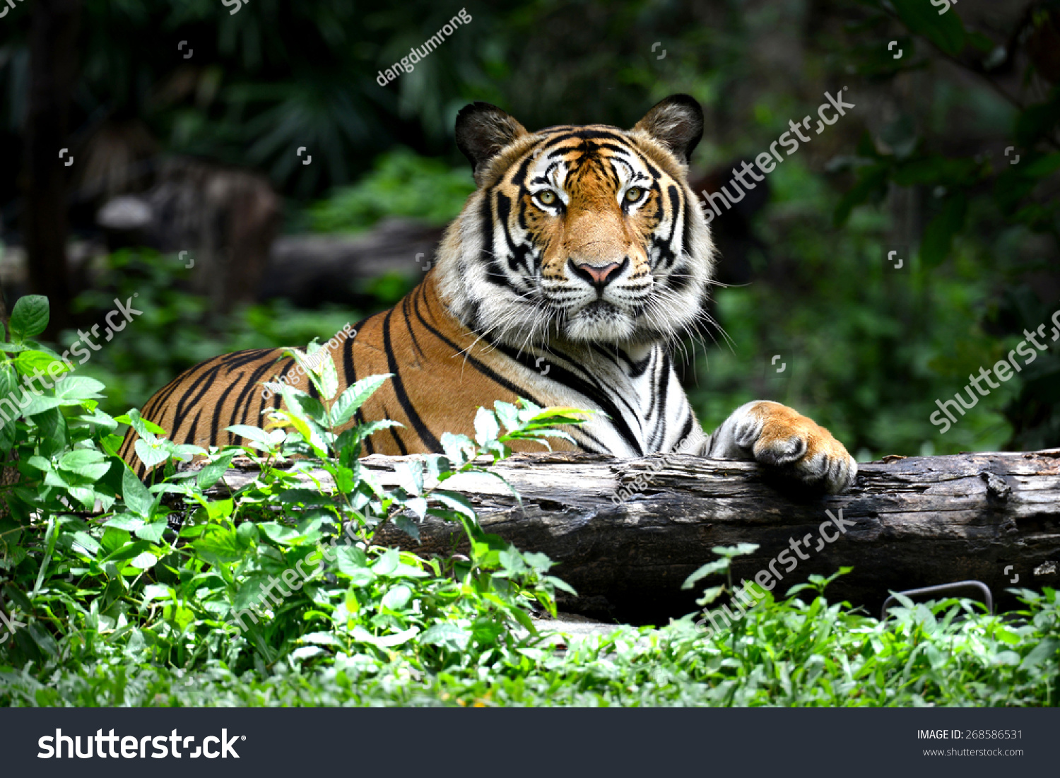 Bengal Tiger in forest show head and leg #268586531