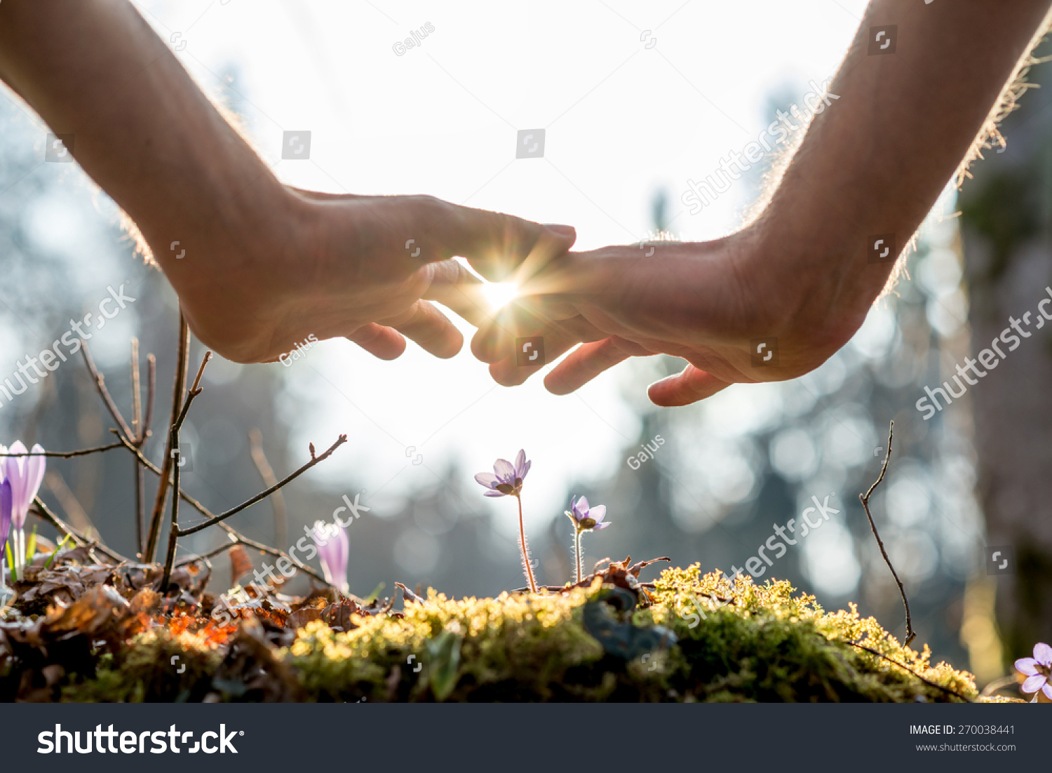 Close up Bare Hand of a Man Covering Small Flowers at the Garden with Sunlight Between Fingers. #270038441
