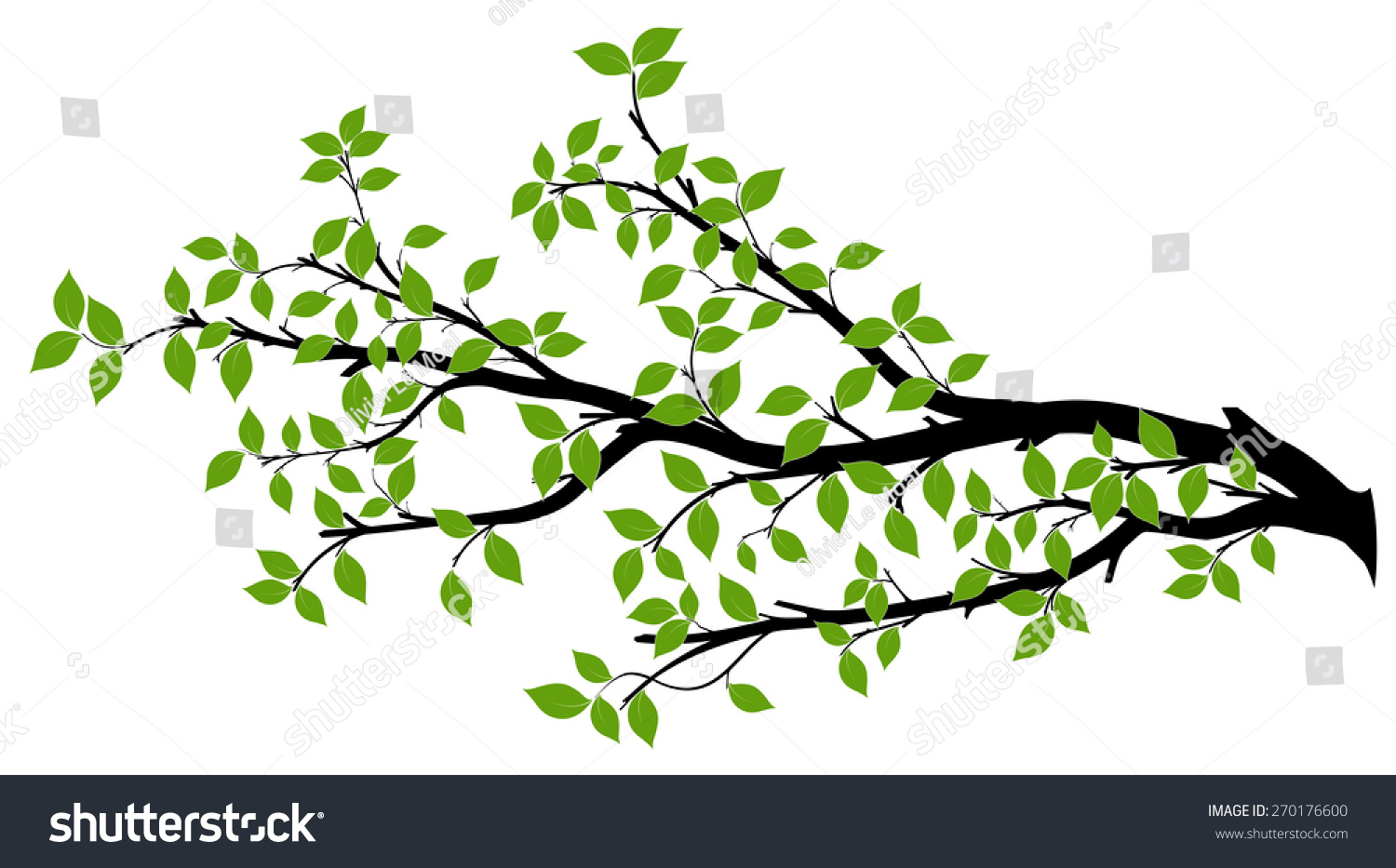 Tree branch with green leaves over white background. Vector graphics. Artwork design element. #270176600