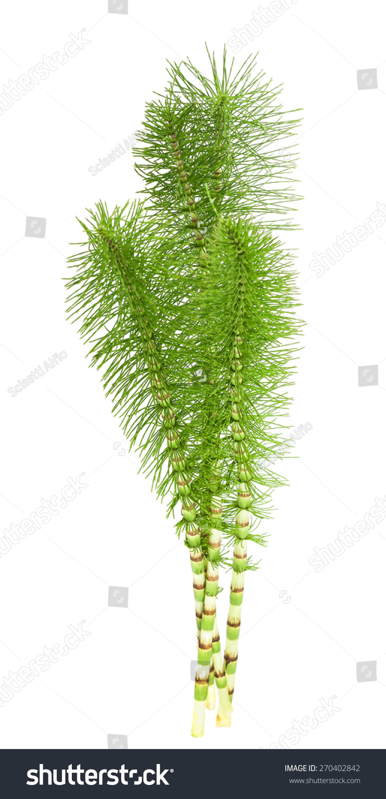 Cutting  horsetail plants isolated on white background #270402842