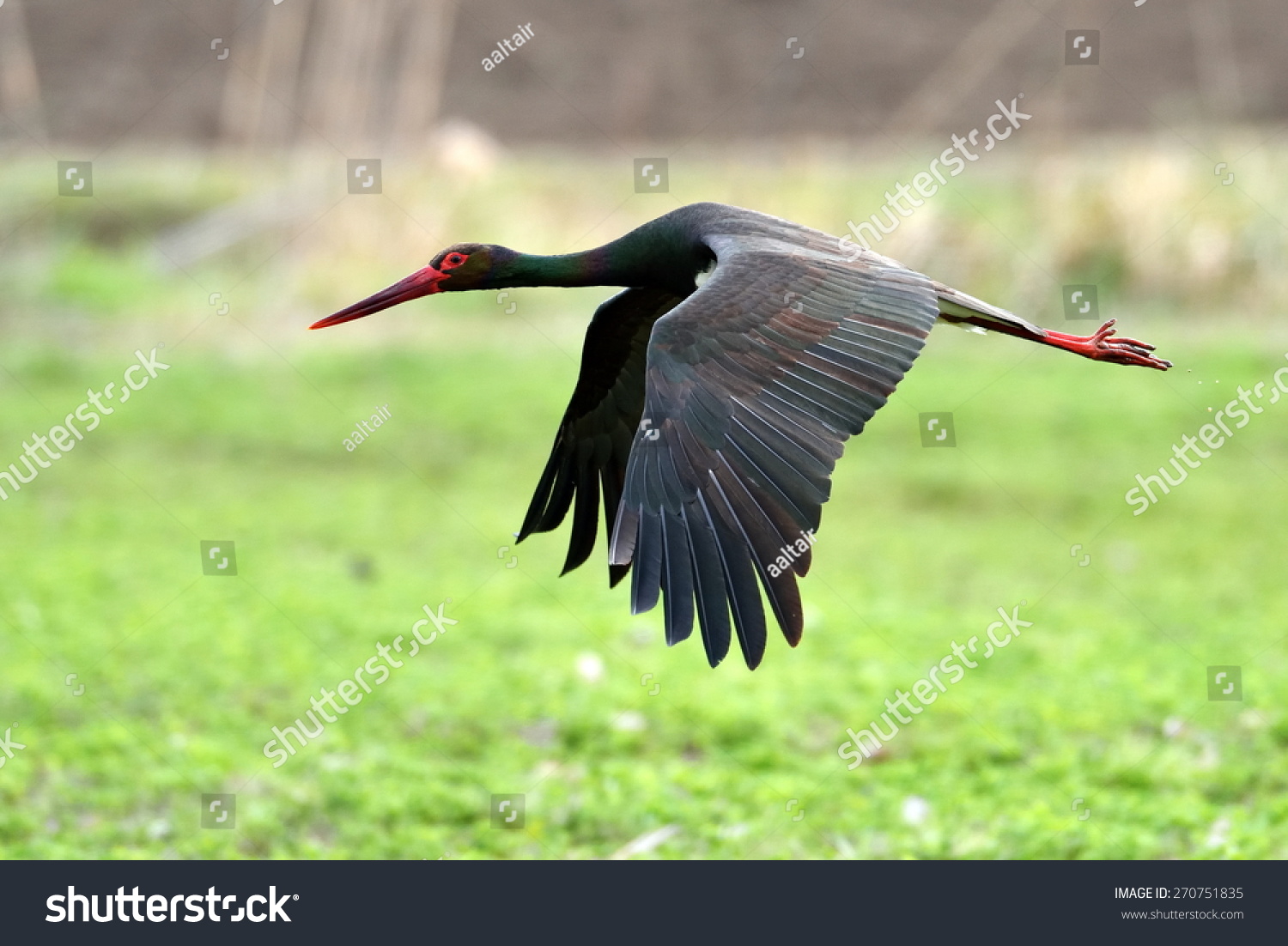 Black stork in natural habitat in spring  - Ciconia nigra #270751835