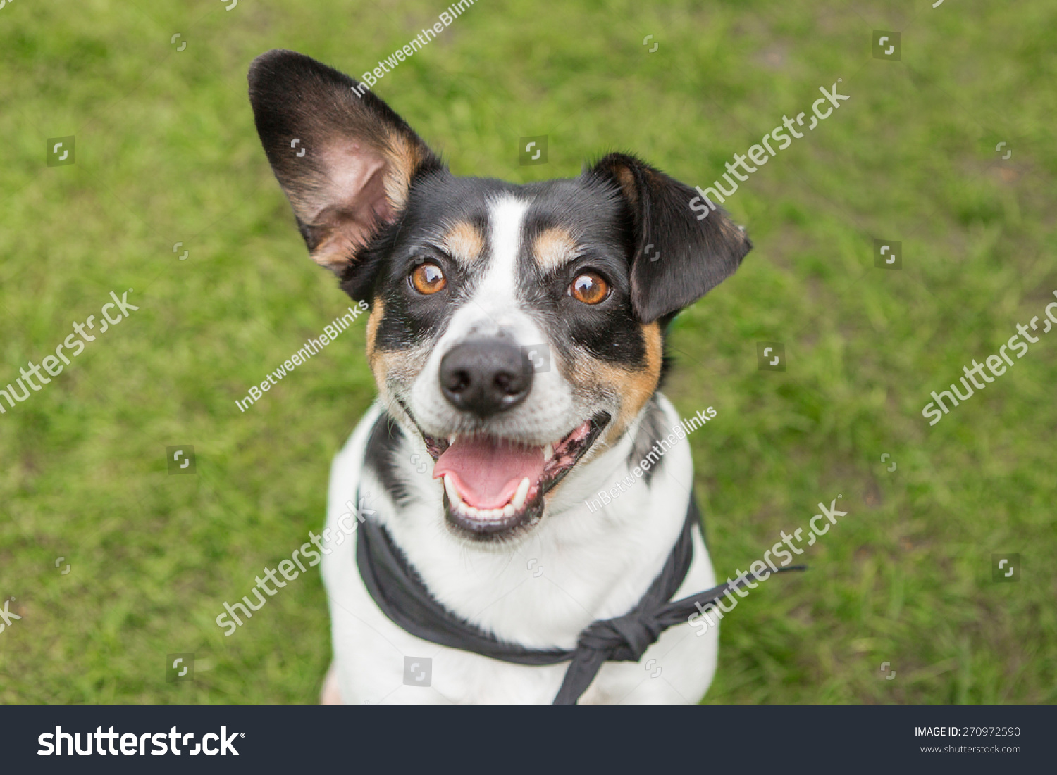 Happy dog smiles outside #270972590