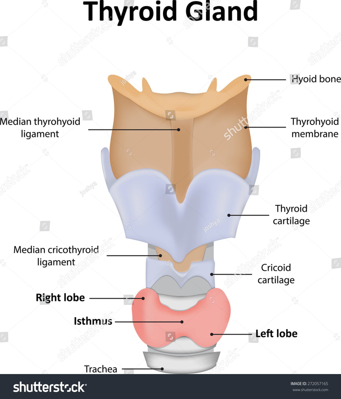 Thyroid Gland with Labels - Royalty Free Stock Vector 272057165 ...