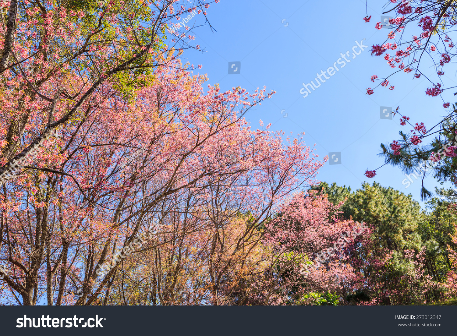 Wild Himalayan Cherry tree spring blossom #273012347