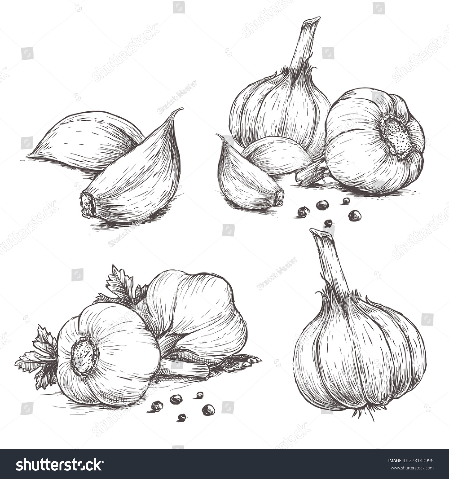 Vector hand drawn set of garlic. Herbs and spices sketch illustration #273140996