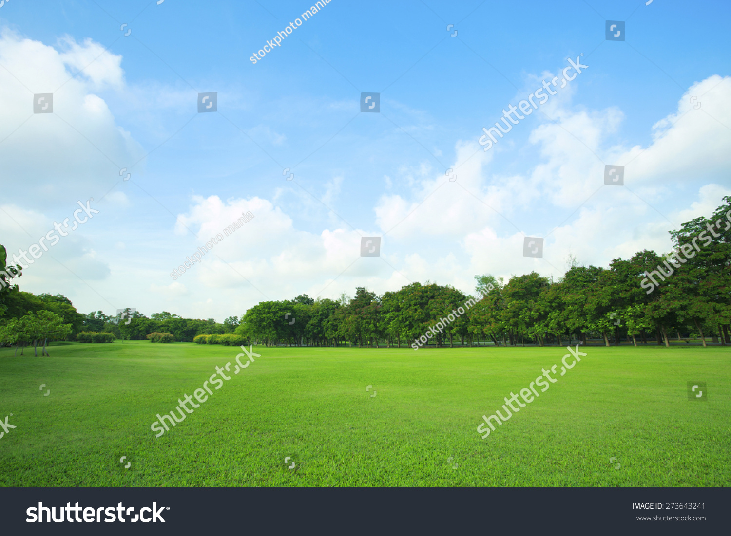 landscape of  grass field and green environment public park use as natural  background,backdrop #273643241