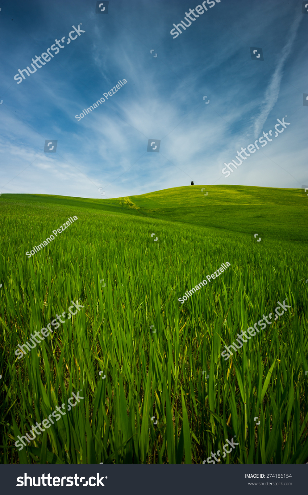 hills green wheat #274186154