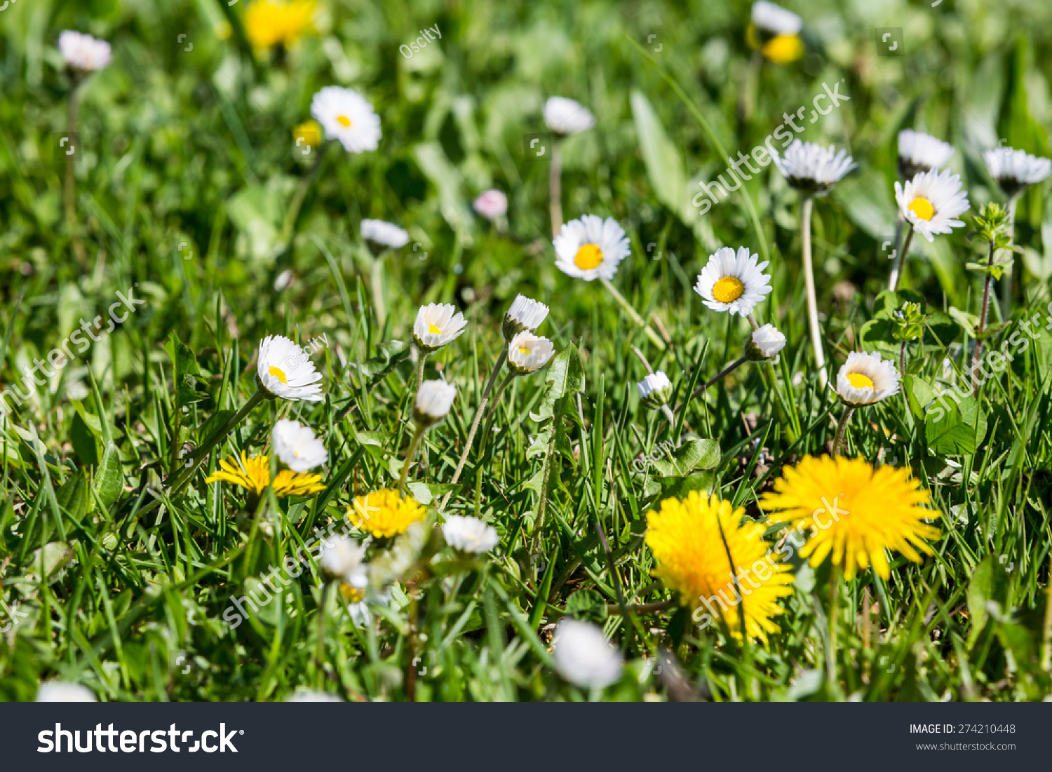 Meadow in springtime in Fislisbach, Aargau, Switzerland #274210448