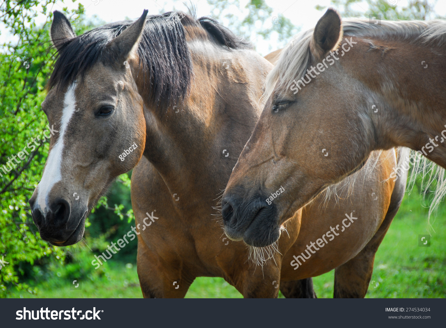close up photo of two horses #274534034