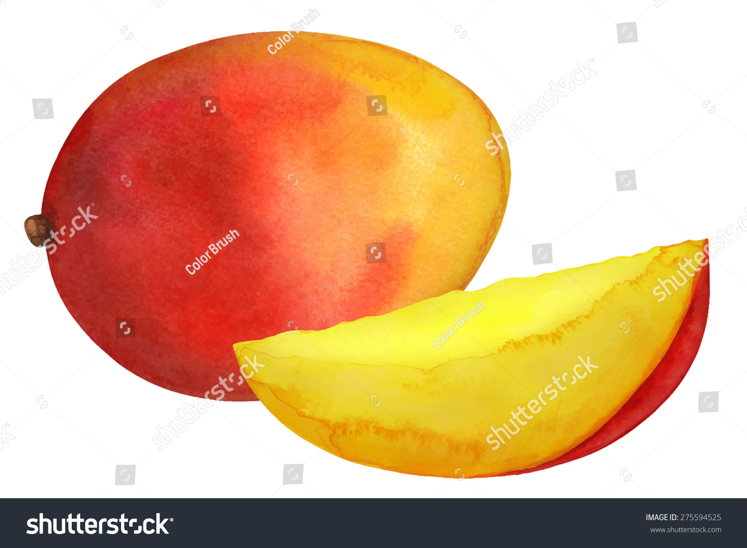 Watercolor mango fruit whole and slice closeup isolated on white background #275594525