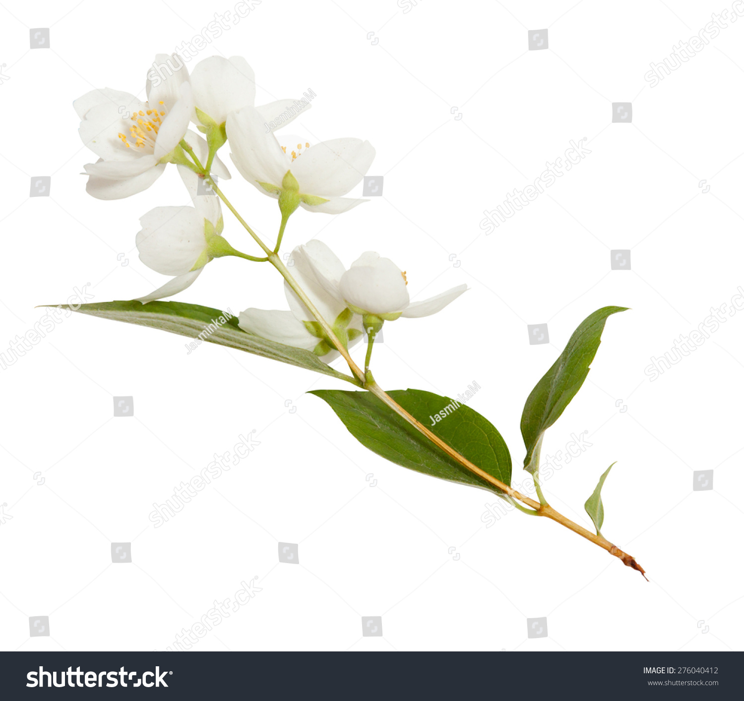 Fresh Jasmine spring branch isolated on white #276040412
