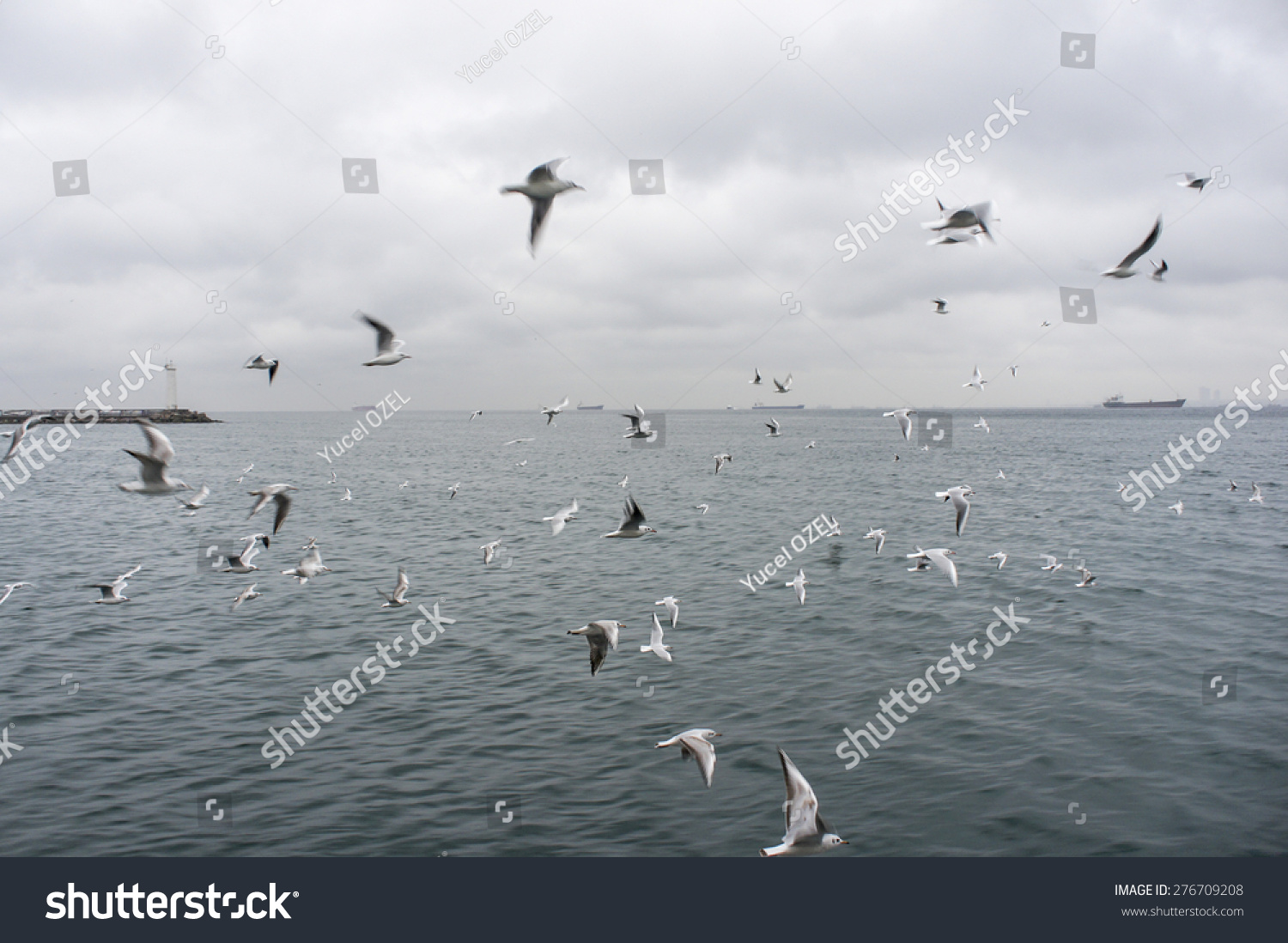 Seagulls Flying #276709208