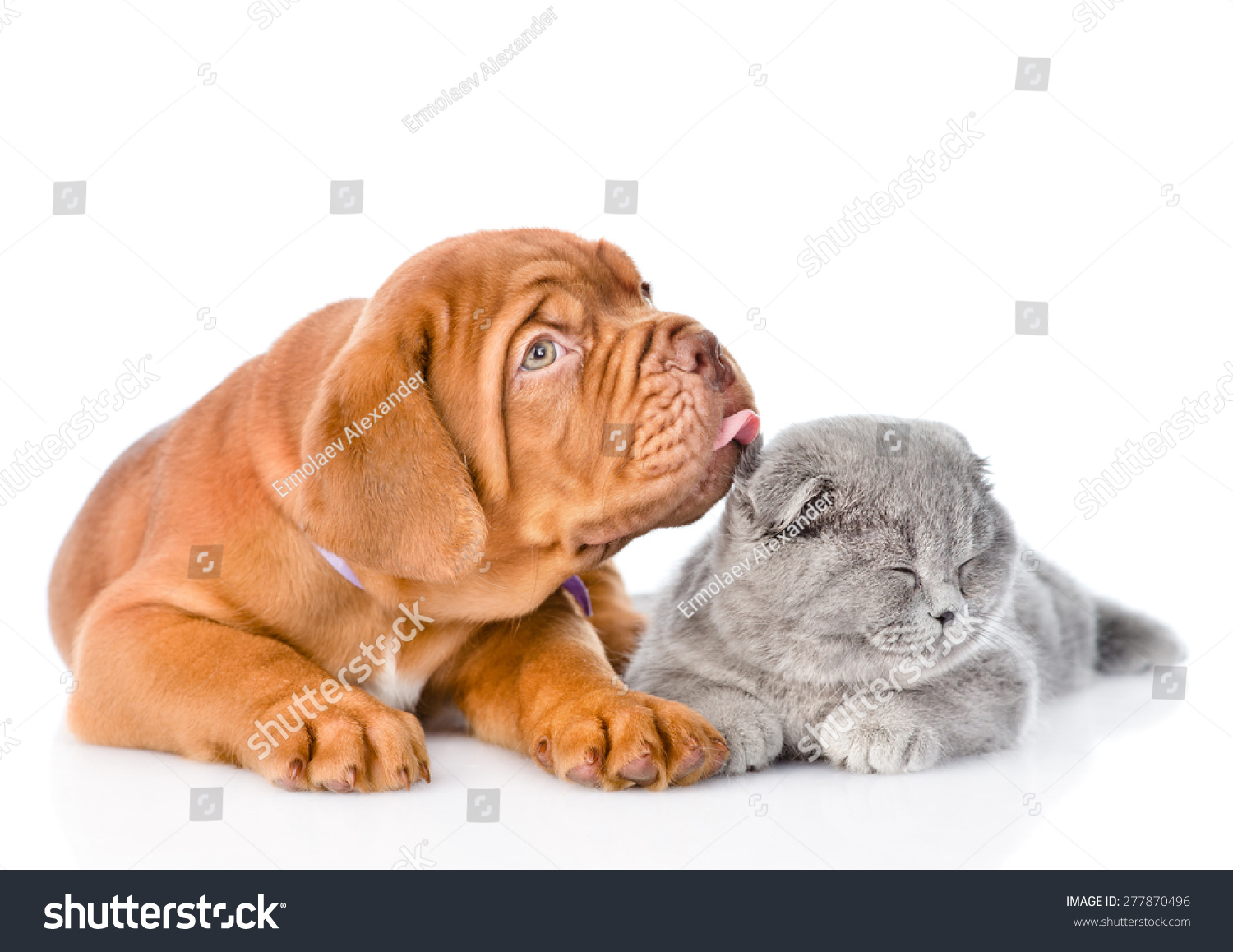 Bordeaux puppy licking cat. isolated on white background #277870496