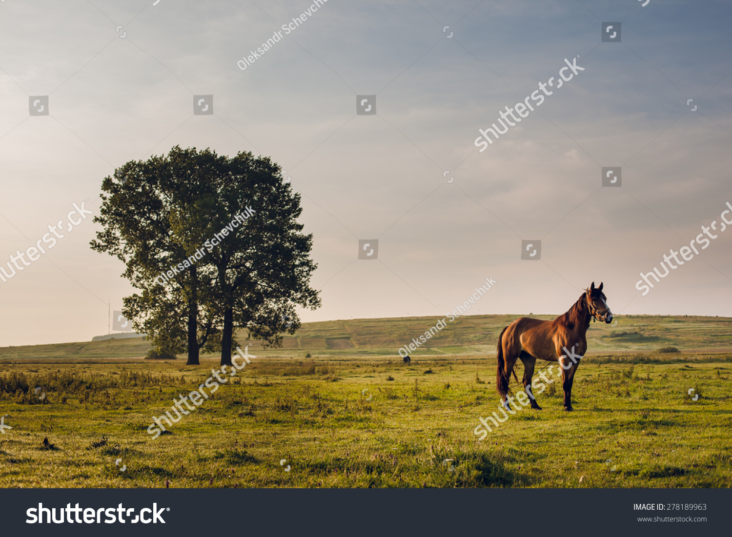 horse in field #278189963