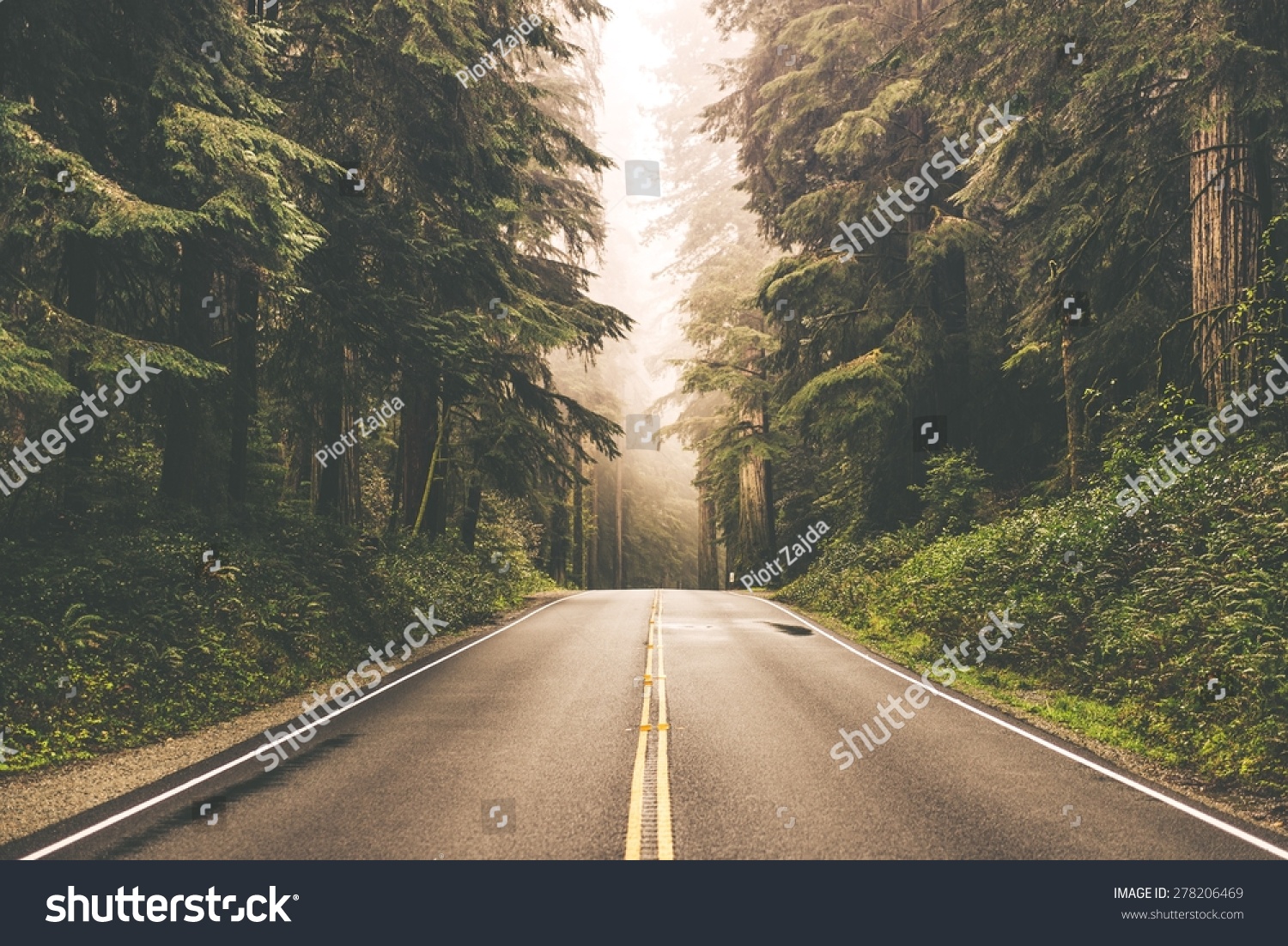 Foggy Straight Redwood Highway in Northern California, United States #278206469