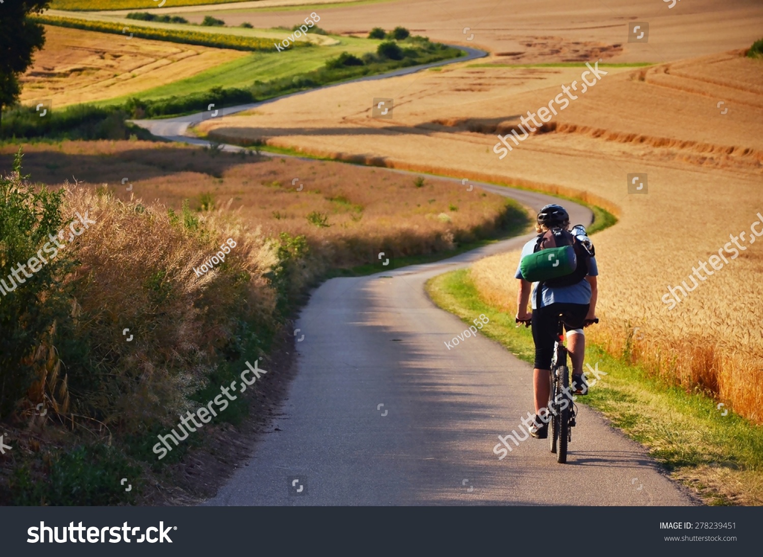 Biker riding on cycling road through summer agricultural fields which are full of gold wheat #278239451