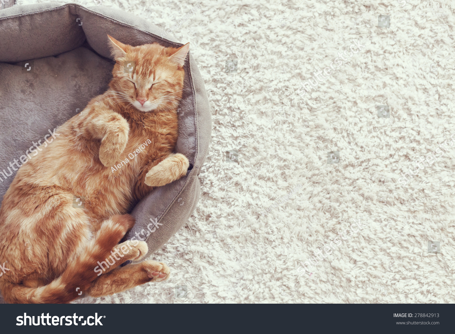 A ginger cat sleeps in his soft cozy bed on a floor carpet #278842913