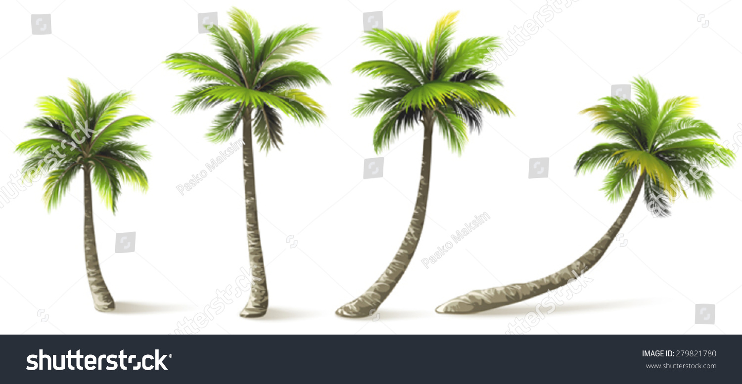Palm trees with shadow isolated on white. Vector illustration #279821780