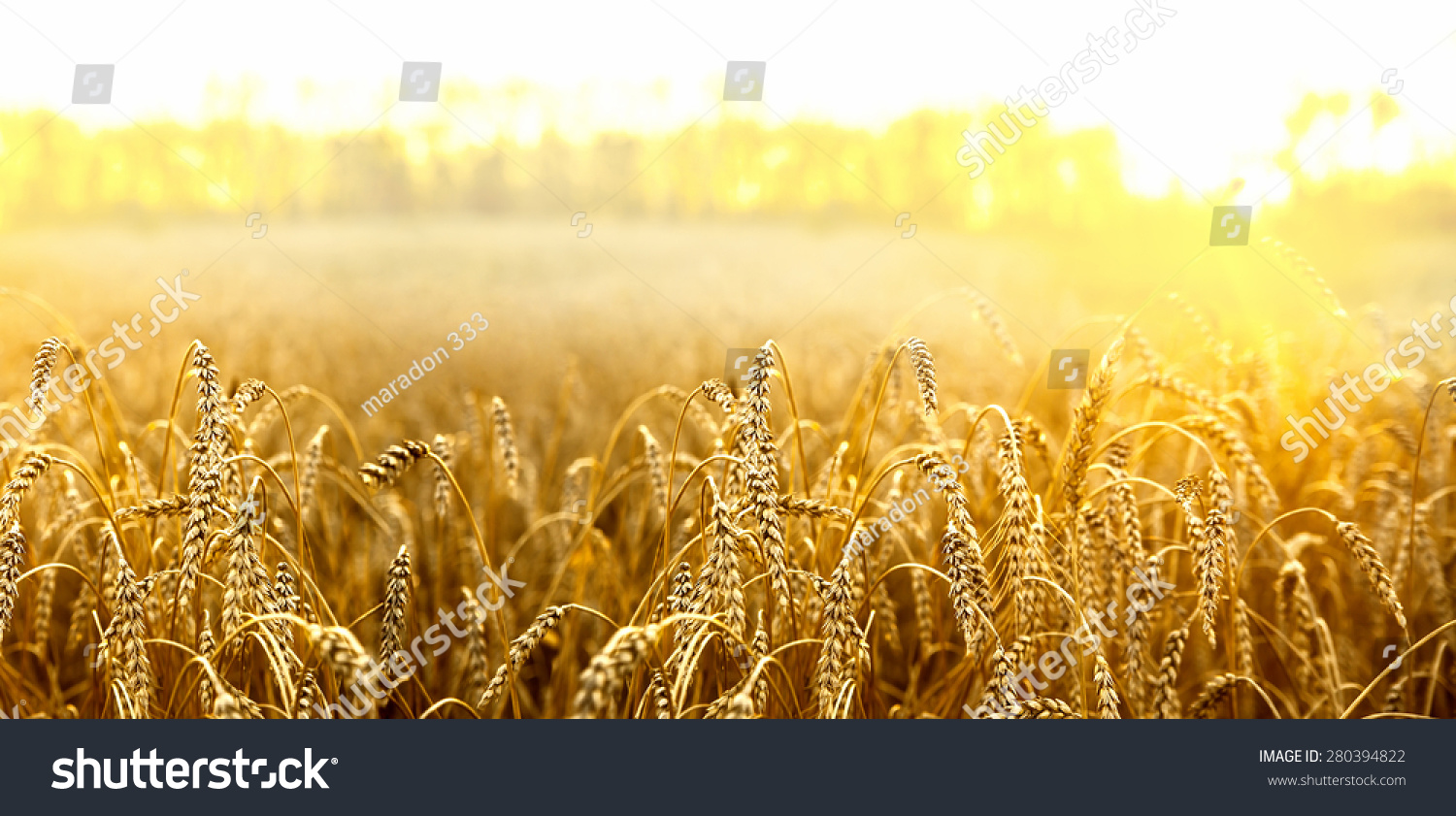 backdrop of ripening ears of yellow wheat field on the sunset cloudy orange sky background Copy space of the setting sun rays on horizon in rural meadow Close up nature photo Idea of a rich harvest #280394822