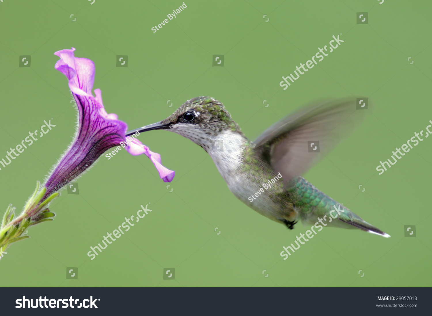 Juvenile Ruby-throated Hummingbird (archilochus colubris) in flight with a purple flower #28057018