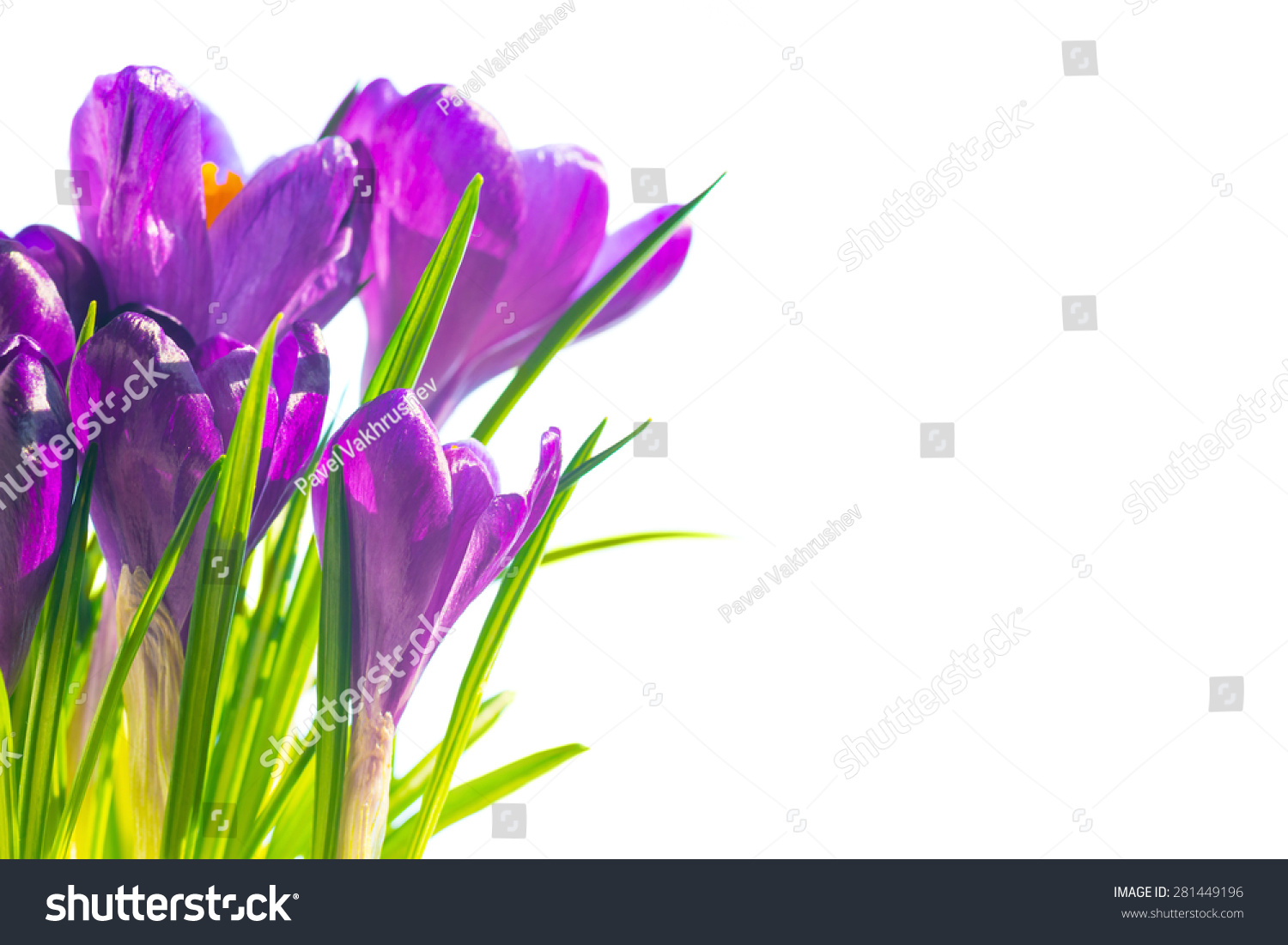 First spring flowers - bouquet of purple crocuses isolated on white background with copyspace #281449196