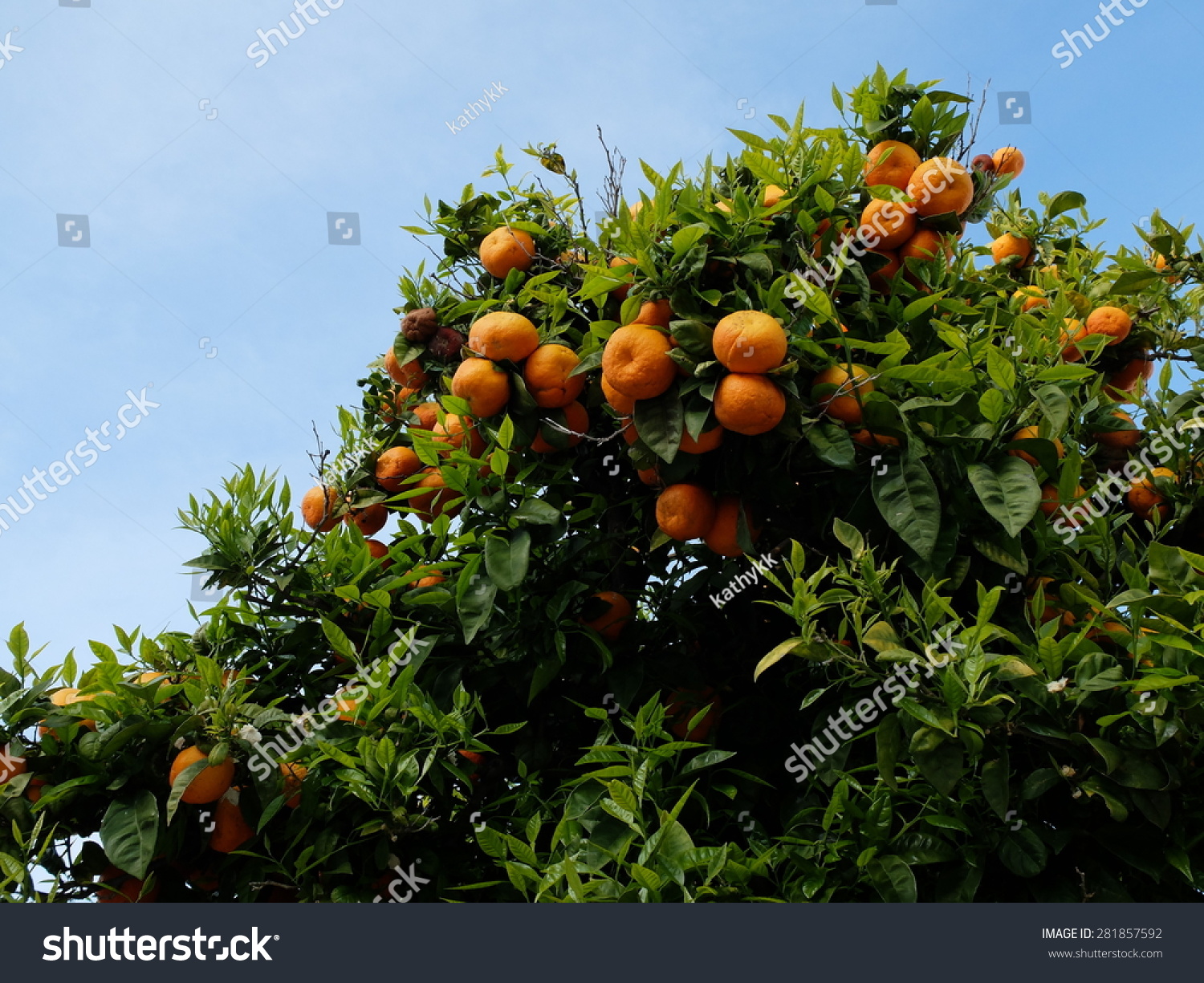 Orange tree #281857592