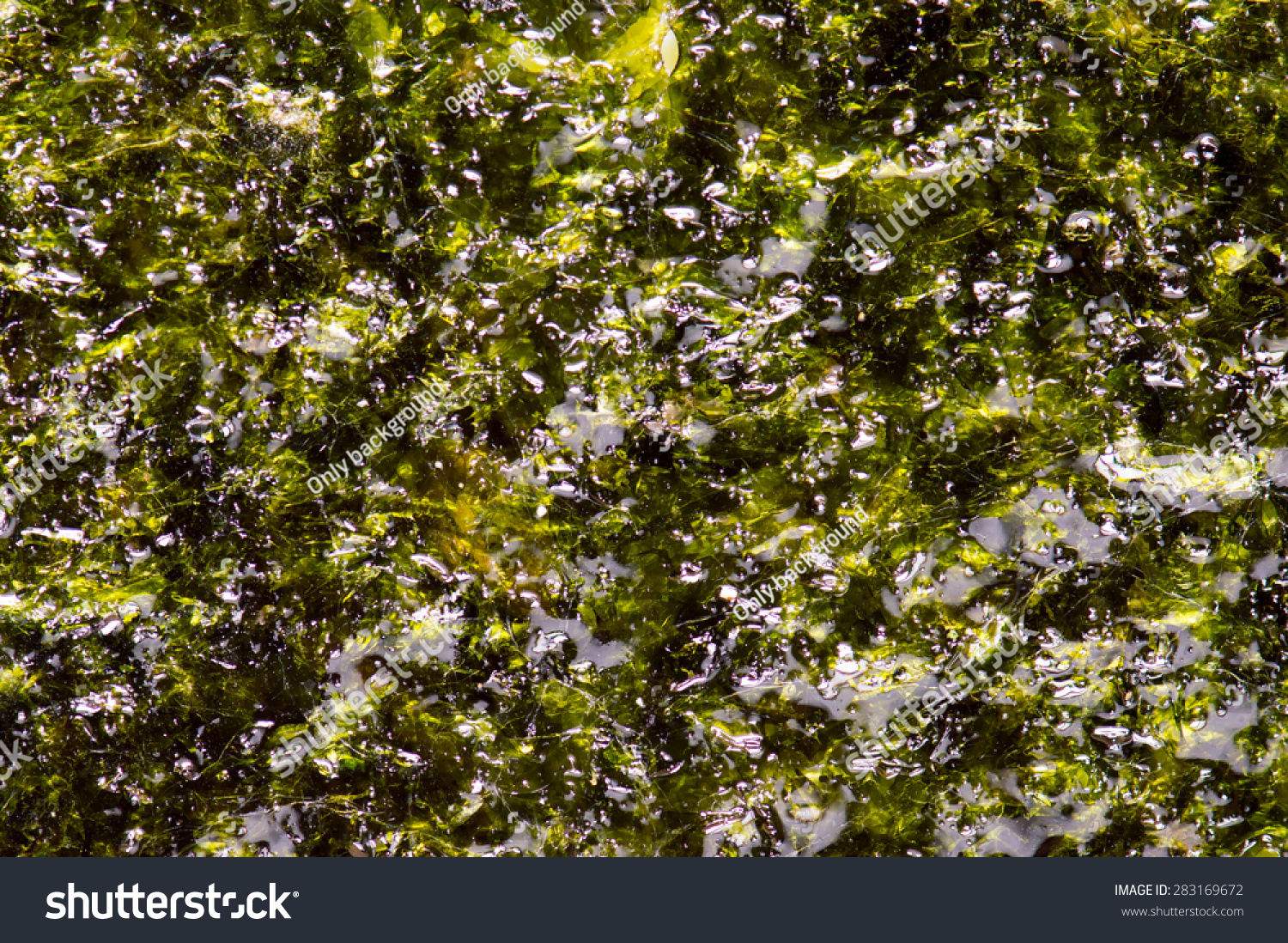 The algae background texture #283169672