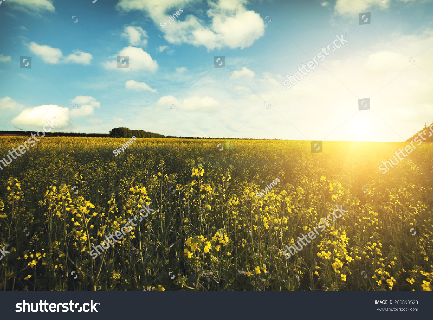 Large beautiful spring the field with a distant kind on a forest and dark sky #283898528