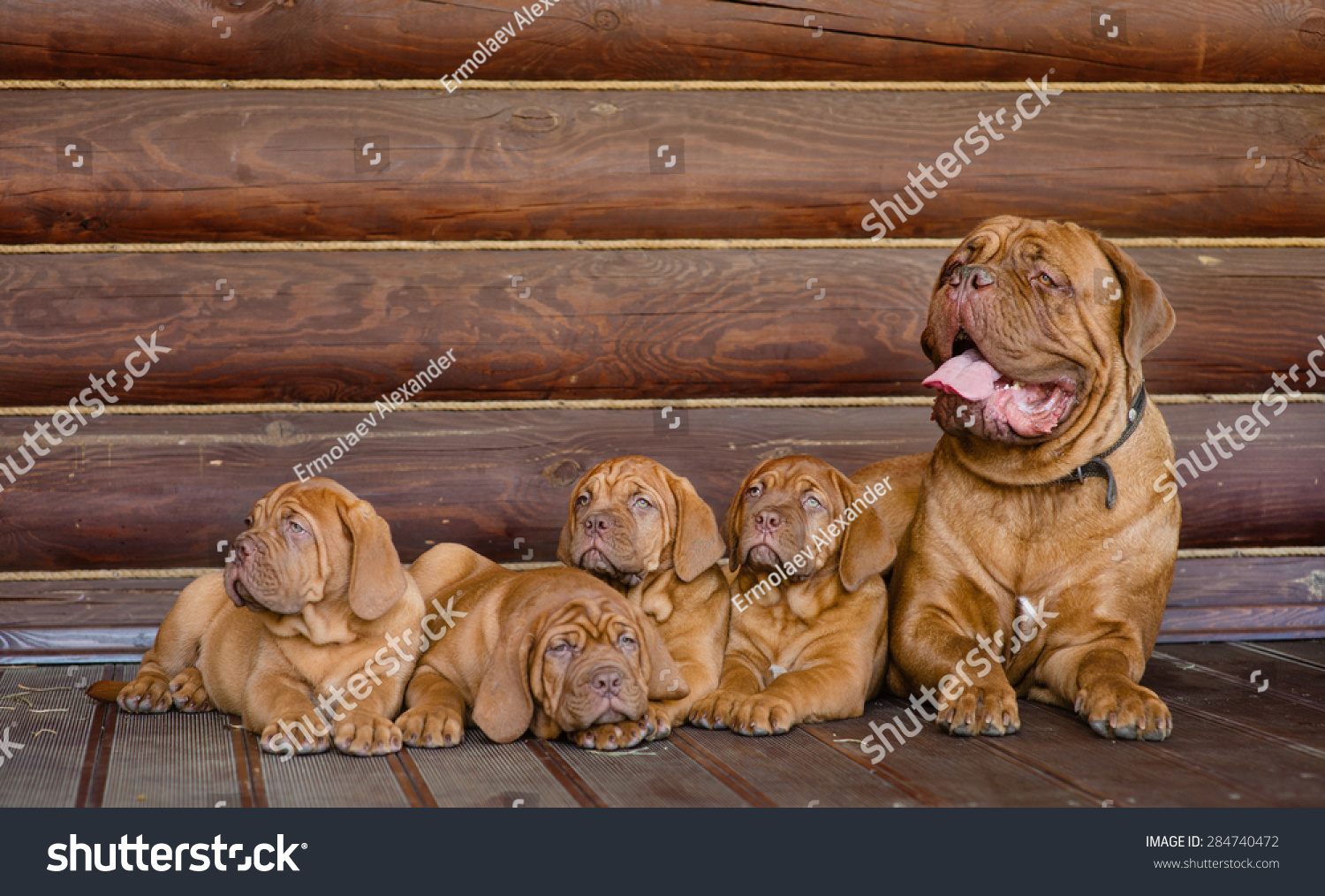 Family Bordeaux mastiff sitting together #284740472