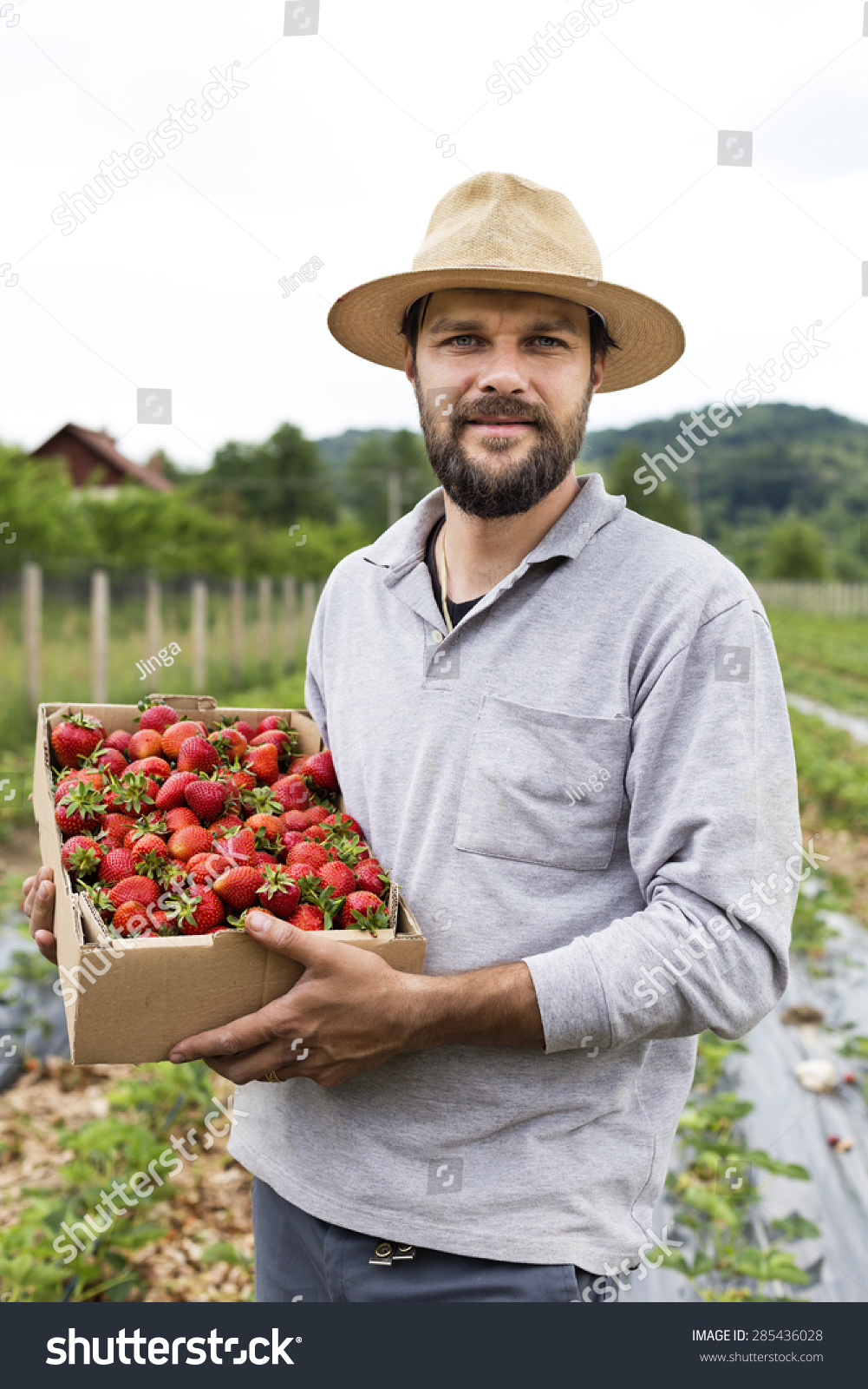 Portrait of young farmer in strawberry field holding a cardboard box full with fresh red strawberries #285436028