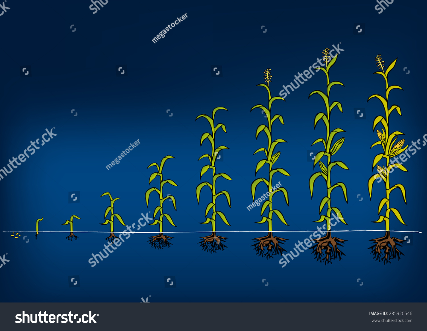 Agriculture Growth Stages Of Maize Biology Stack Exchange