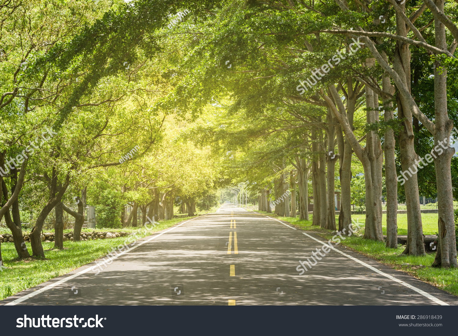 Landscape of straight road under the trees, the famous Longtien green tunnel in Taitung, Taiwan. #286918439