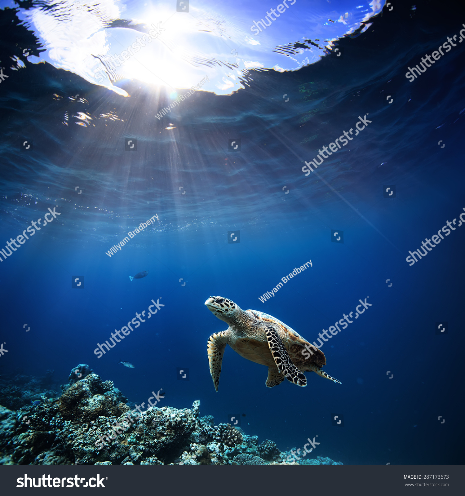Underwater wildlife with animals, Divers adventures in Maldives. Sea turtle floating over beautiful natural ocean background. Coral reef lit with sunlight trough water surface. #287173673