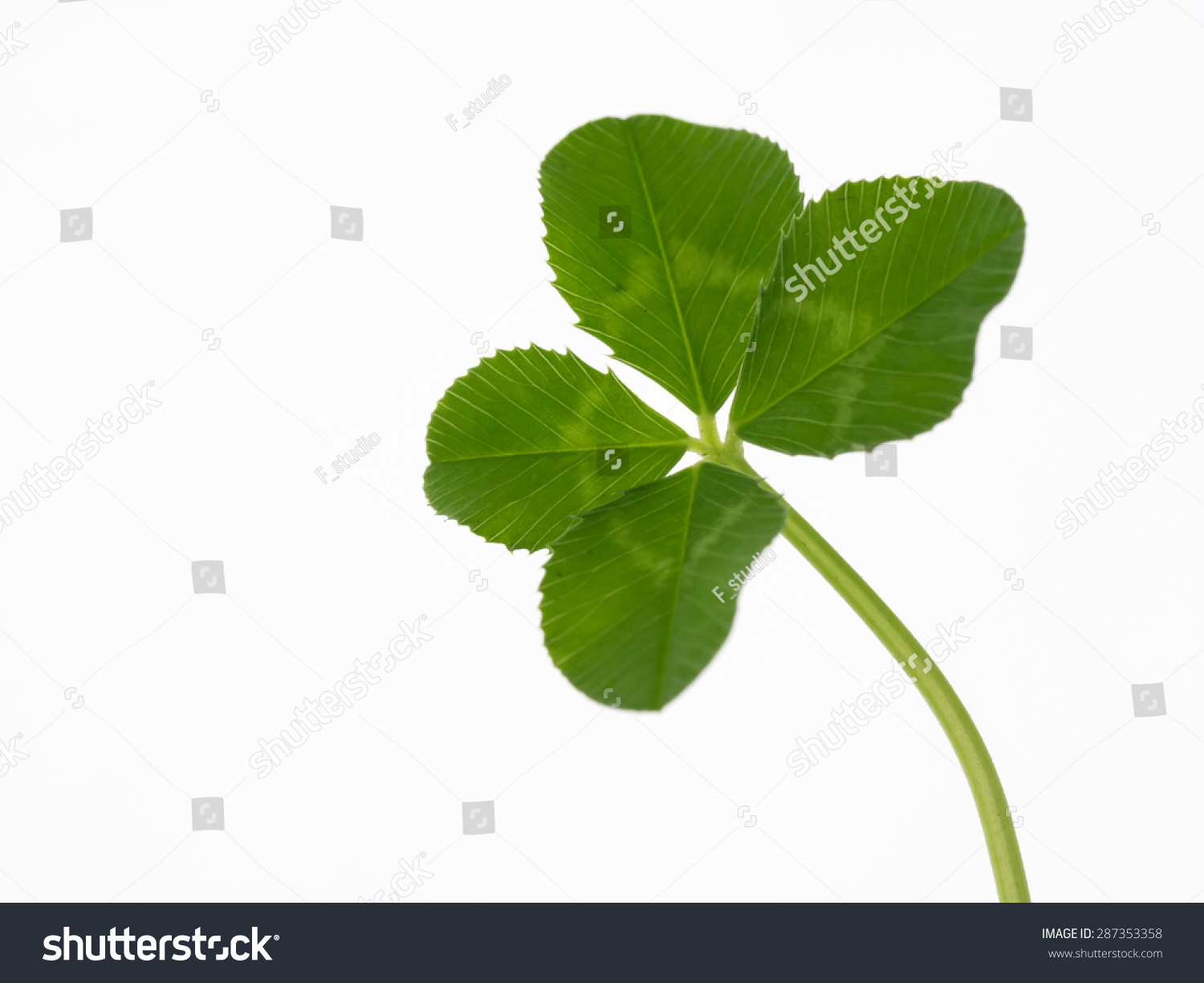 Four leaf clover on the white background #287353358