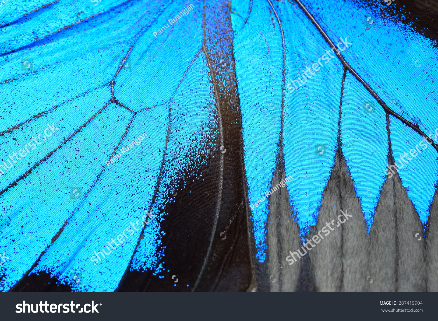 Blue butterfly wing, nature pattern texture background #287419904