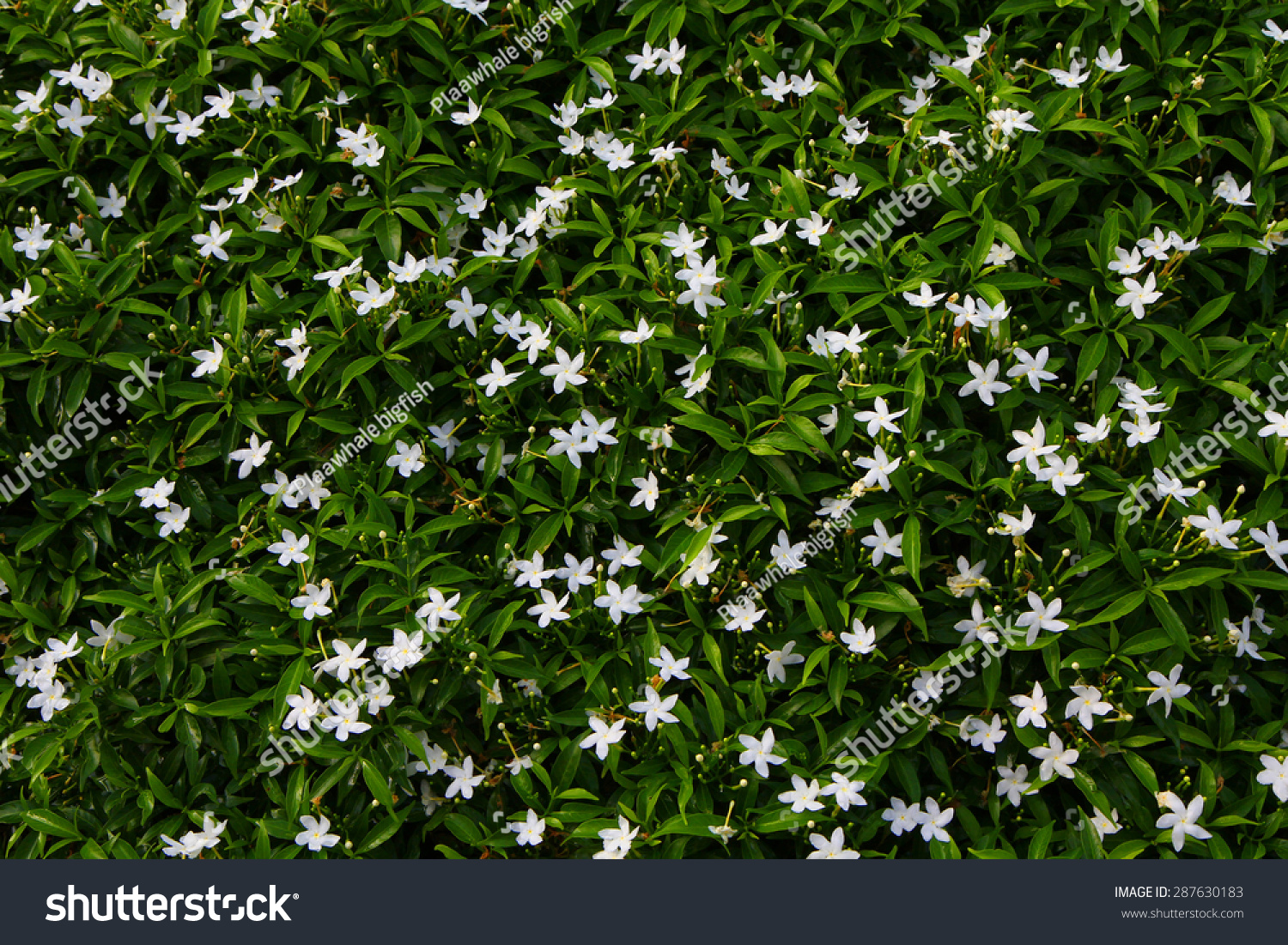 Small White Flowers And Green Leaves Garden Top Royalty Free Stock Photo Avopix Com